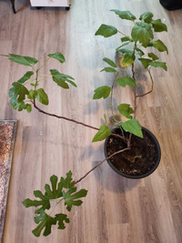 Fig Plant for Sale