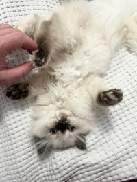 **price drop!** Ragamersian (Ragdoll x Persian) Kitten 