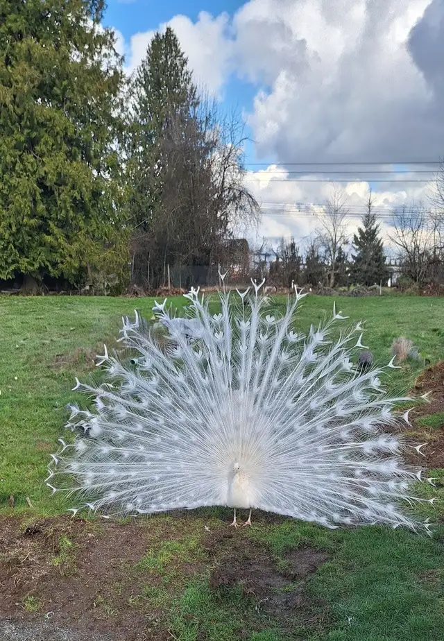 Peafowl for sale in Birds for Rehoming in Delta/Surrey/Langley - Image 5