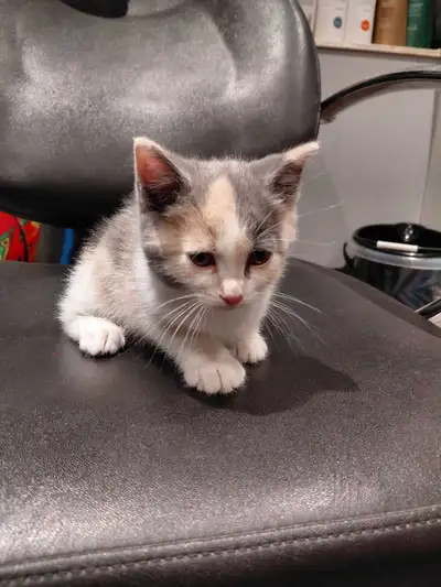 kitten looking for a new home , View more