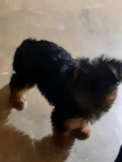 Belle petite  chienne a vendre elle 6 mois, View more