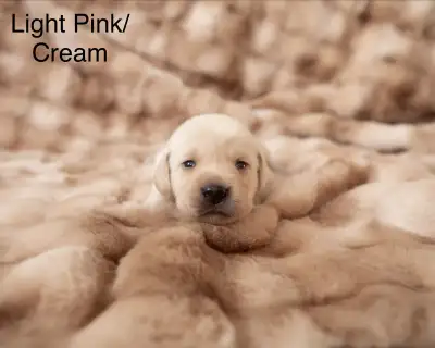 Black & Yellow Labrador Puppies – CKC Registered, Ready Feb 14, View more