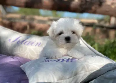 Gorgeous Toy Maltipoo Puppies, View more
