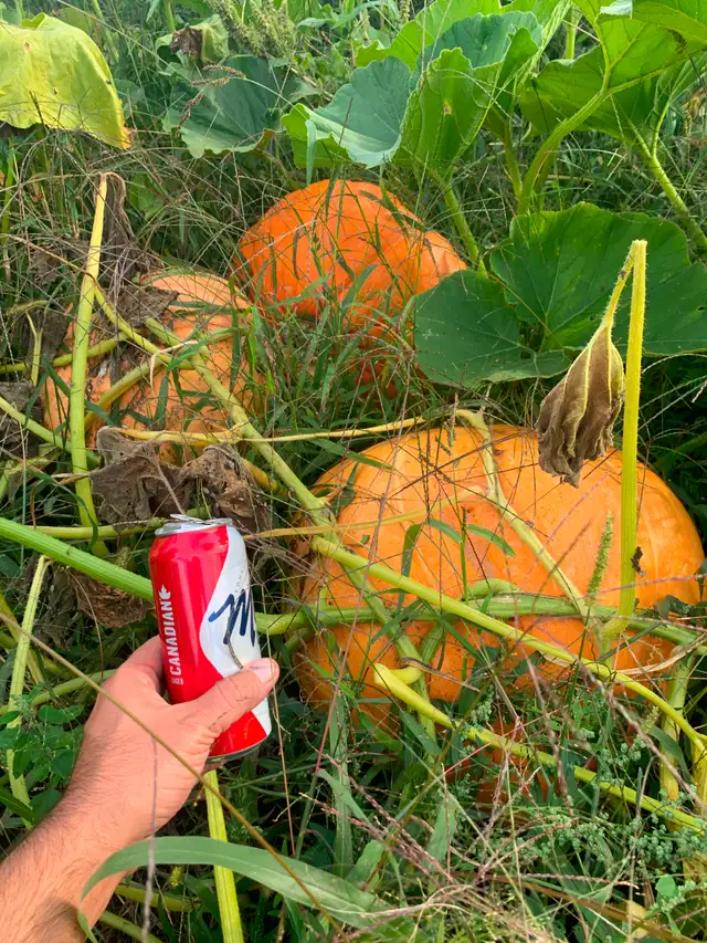 Limited pumpkins548862811576084482
