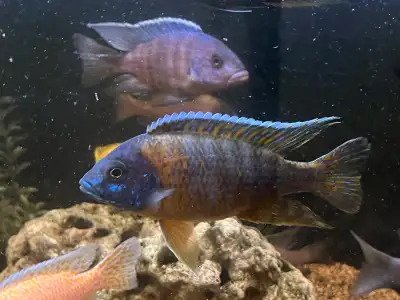 Peacock Cichlid, 7in, Show Quality, View more