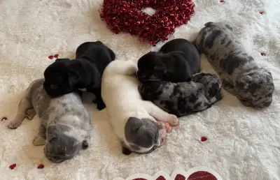Beautiful French Bulldog Puppies (Grande Prairie), View more