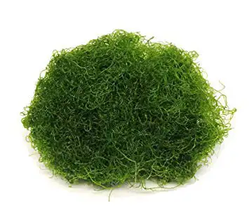 Chaetomorpha, View more