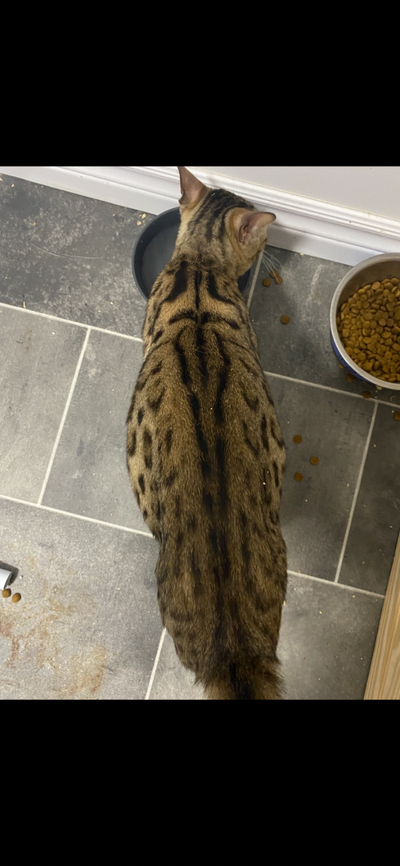 I am looking to rehome my 3 pure bred bengals together as a group. I have been breeding these animal...
