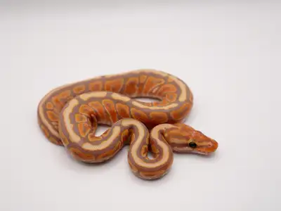 Banana Spotnose Special 100% Het Clown Ball Python, View more