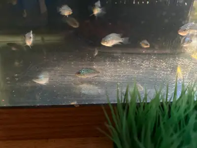 11 pcs for 50$ u can pick what fish you like