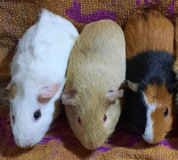 Baby Guinea Pigs, all males, Young Adult.  Professional breeder