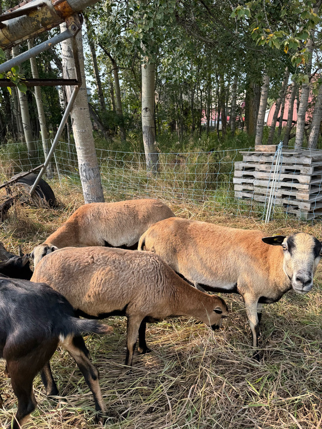 American Blackbelly ewes and ewe lambs in Livestock in Red Deer - Image 3