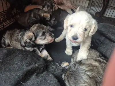 Schnoodles Ready September 2nd, View more