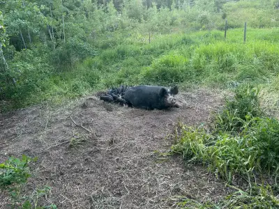 Berkshire weaner piglets for sale, View more