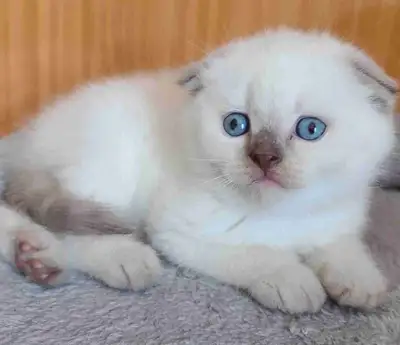 ❤️❤️ Purebred Scottish fold/straight kittens, View more