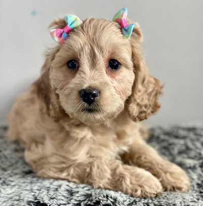 *Cockapoo pups! Started training (crate & potty) PRICE DROP