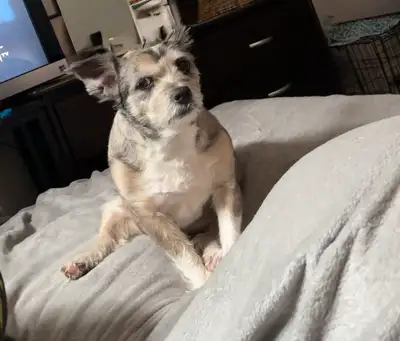 Pomeranian Chihuahua Jack Russell Mix MILO Needs A Forever Home, View more