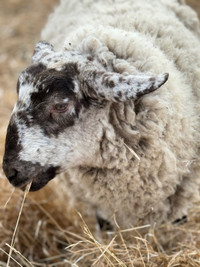 ISO Sheep