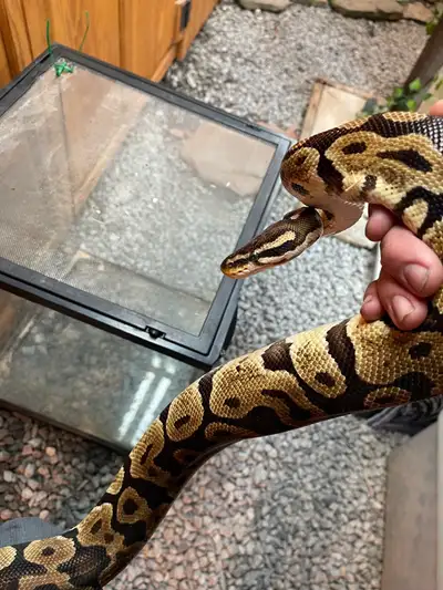 ball Python for sale, View more