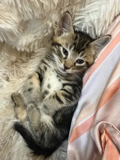 1 Kitten left, View more