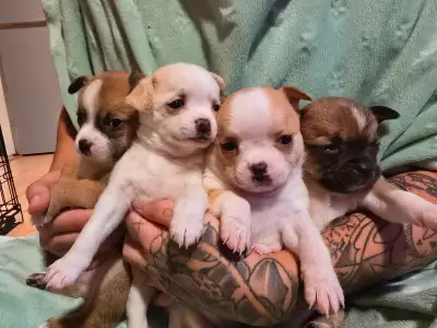 chihuahua puppys! Purebred, View more