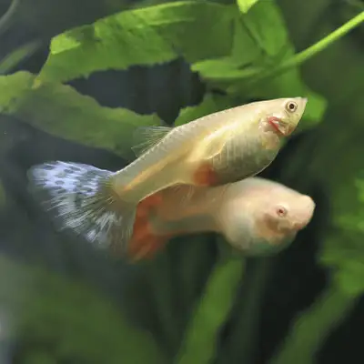 I'm offering a variety of guppies, each boasting vibrant colours and unique patterns that will add l...