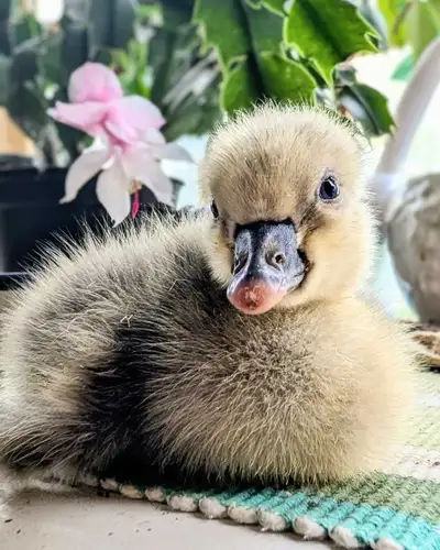 Toulouse Goslings - PENDING PICK UP, View more