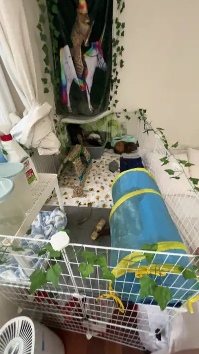 Guinea pig cage, including hides hay, food tunnels fleece bedding water bottle whatever you see in t...