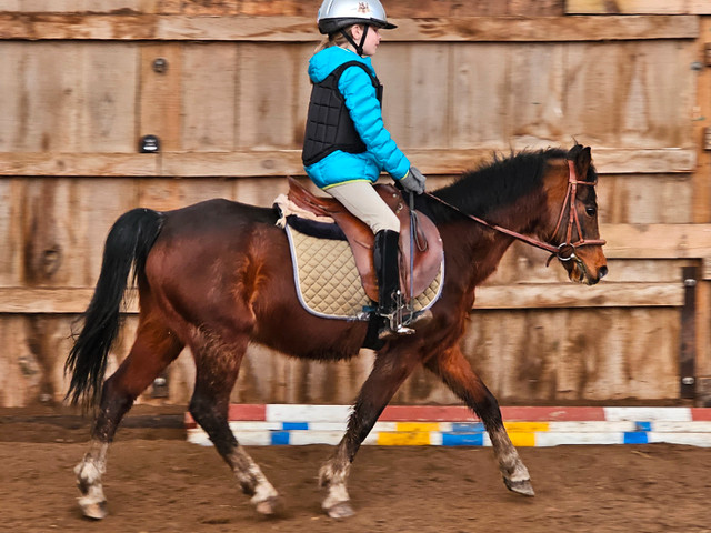 Year round Horseback riding english lessons in Equestrian & Livestock Accessories in Belleville - Image 3