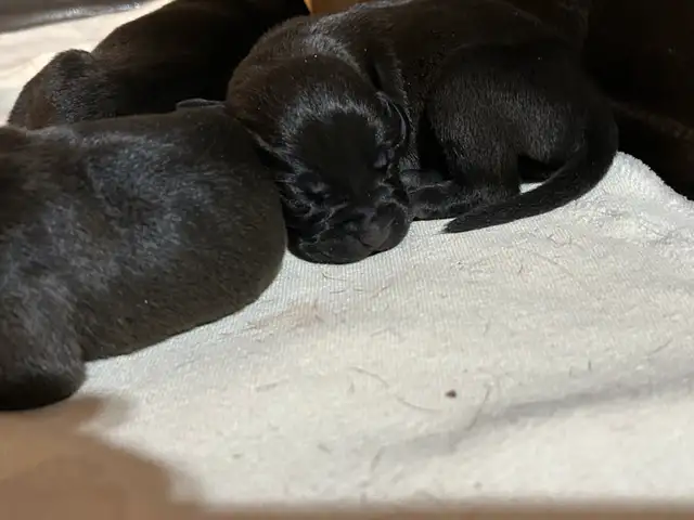 Weimaraner Presa Canario Mastiff Puppies in Dogs & Puppies for Rehoming in St. Catharines - Image 5