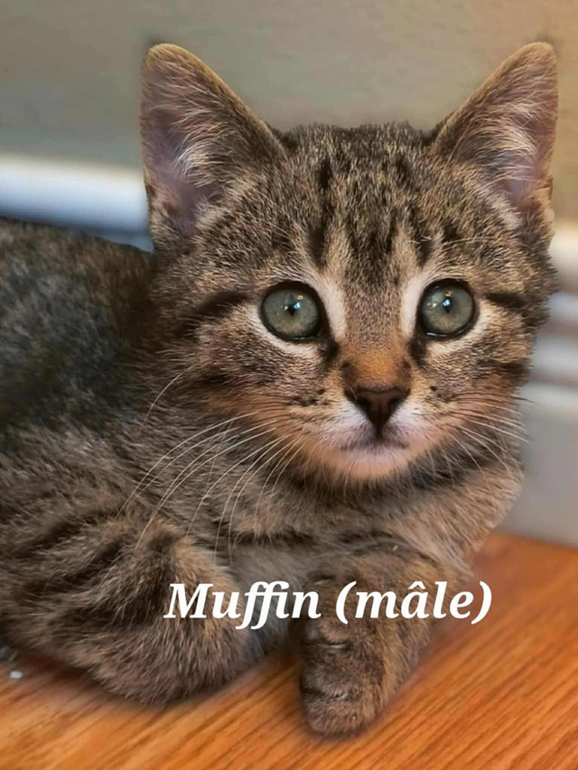 Chatons à ladoption dans Chats et chatons à adopter  à Lanaudière - Image 3
