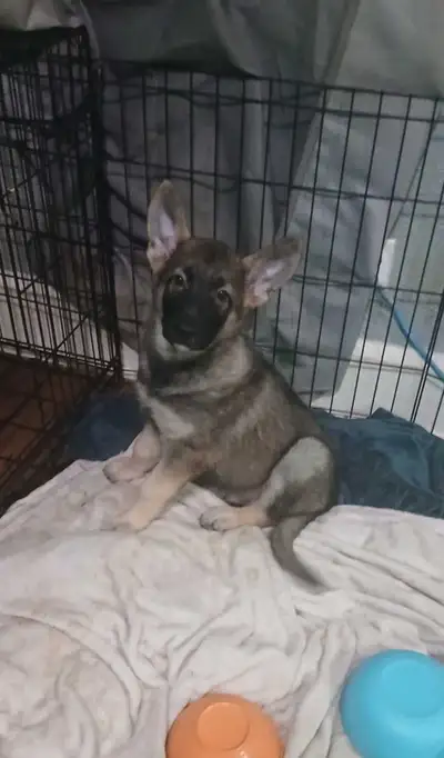 2 male pure bread king German shepherds for sale, View more