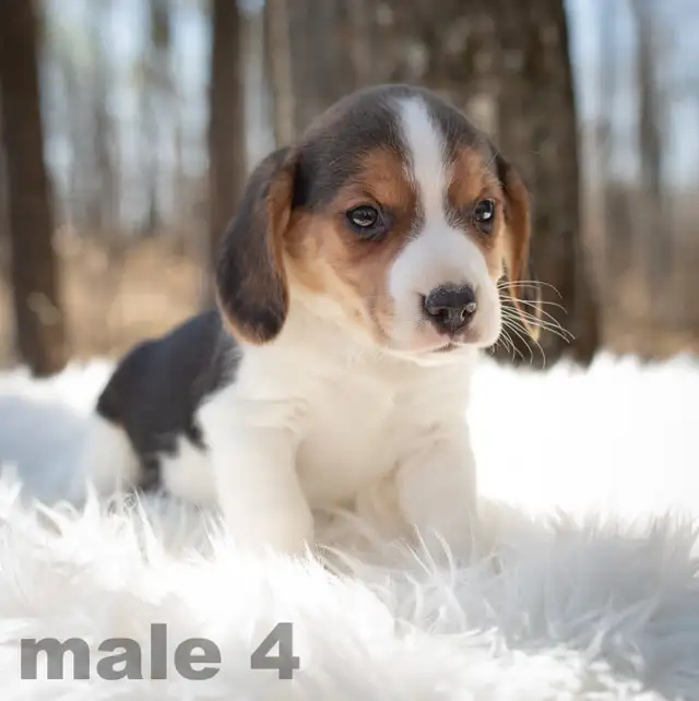 Beagle puppies in Dogs & Puppies for Rehoming in Edmonton - Image 4