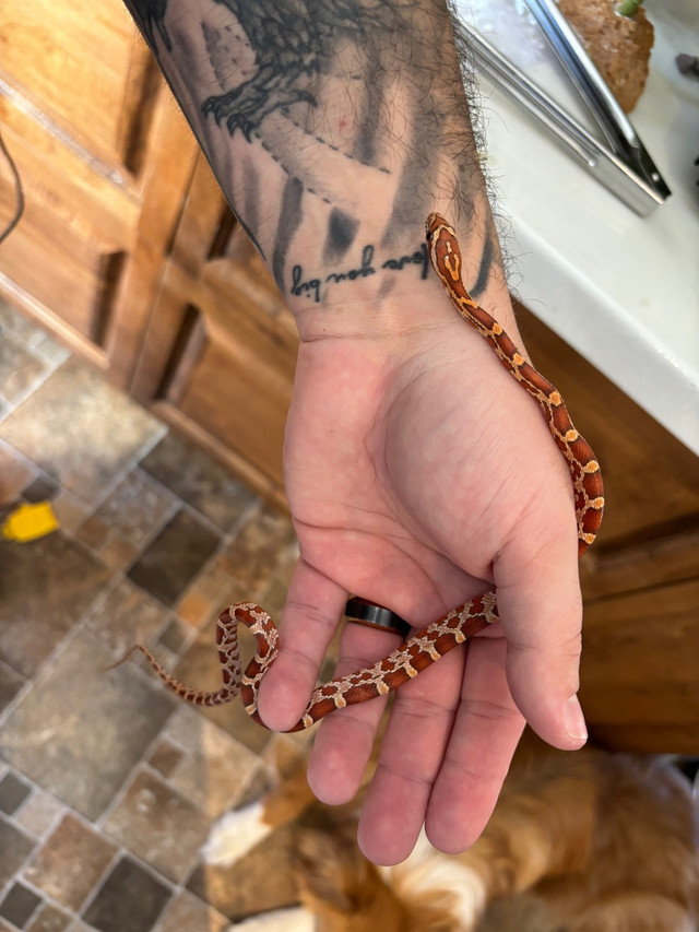 Hypo Corn Snake  in Reptiles & Amphibians for Rehoming in Sault Ste. Marie - Image 3