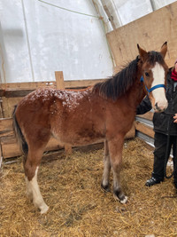 Clydesdale cross colt