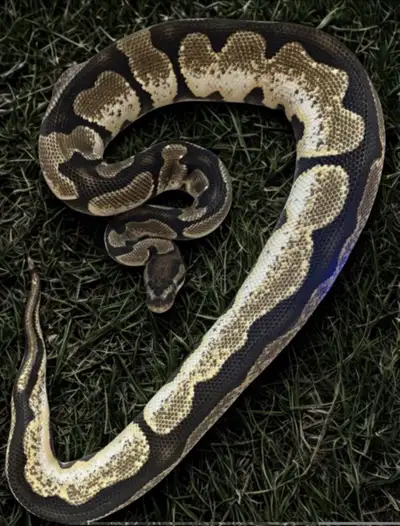 Female Calico Yellow Belly Orange Dream Het pied, View more