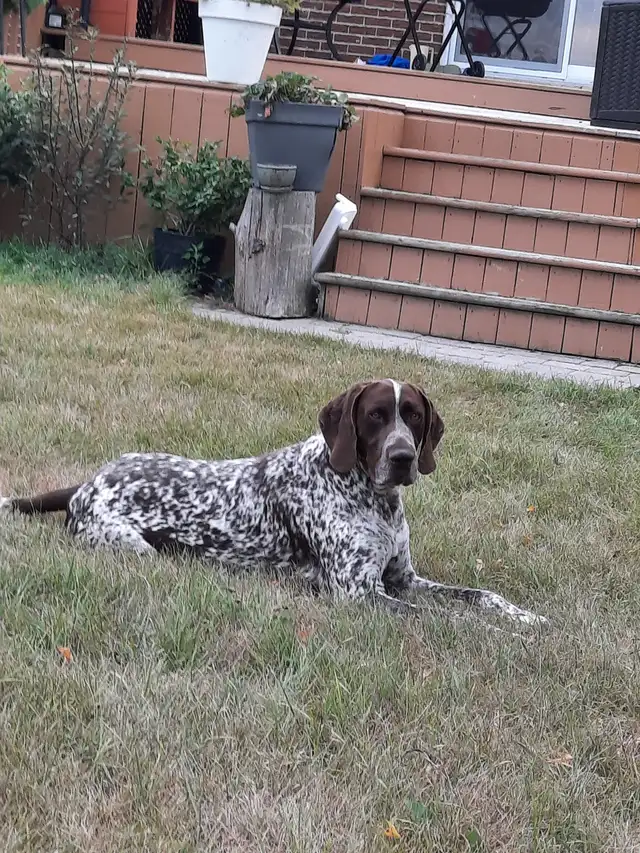 Chien Braque Allemand mâle in Dogs & Puppies for Rehoming in Longueuil / South Shore - Image 4