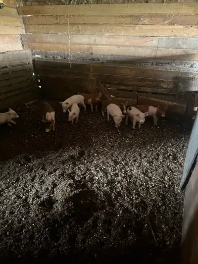 weiner pigs , View more
