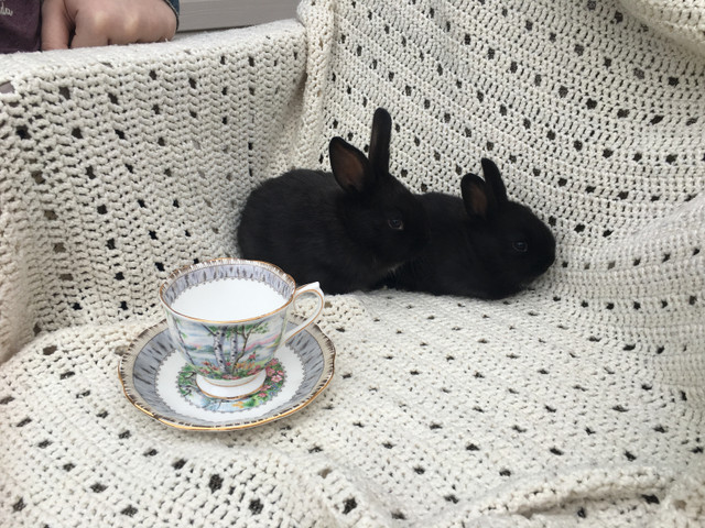 Young Rabbits for Sale in Livestock in Leamington - Image 3