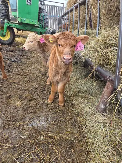 heifer calf , View more