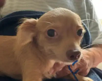 2 chihuahua-min pin puppies for sale, View more