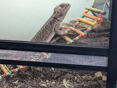Dragon barbu de 2 ans a vendre vien avec son terrarium et tout les assésoirs. Je demande 250$ doit v...