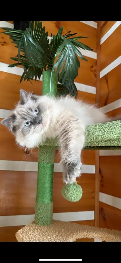 Chaton mâle Blue point himalayen Âge: 9 mois Non stérilisé Non vacciné Habitue à d’autres chats Cara...