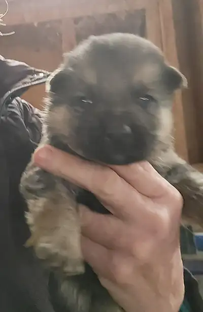 German Shephards, View more