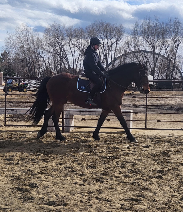 Friesian QH Cross Gelding in Horses & Ponies for Rehoming in Edmonton