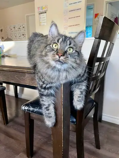 URGENT rehoming needed for 2 cats needed by June 30!!, View more