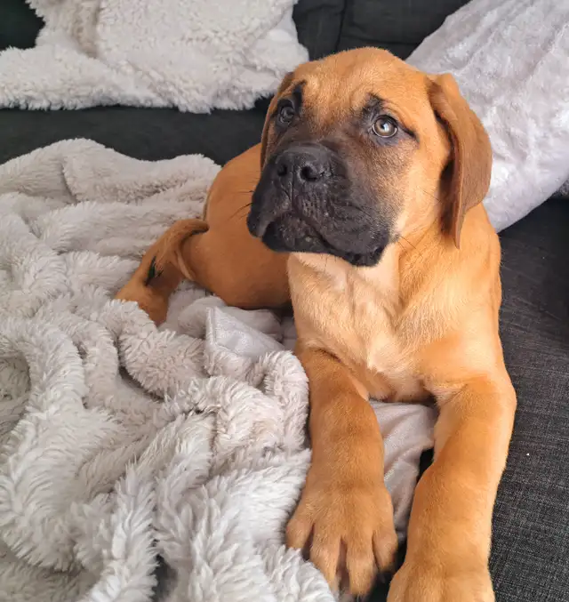 Mastiff Anglais enregistrés micropucés in Dogs & Puppies for Rehoming in City of Montréal - Image 2
