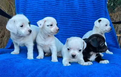 Super Sweet Puppies for Sale, View more