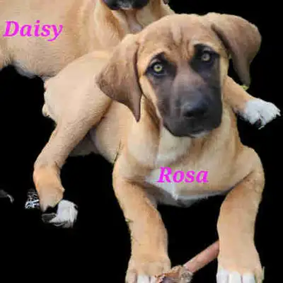 Sweetest pups, ready to go!, View more