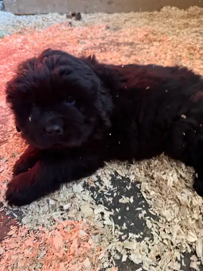 Newfoundland Pups, View more